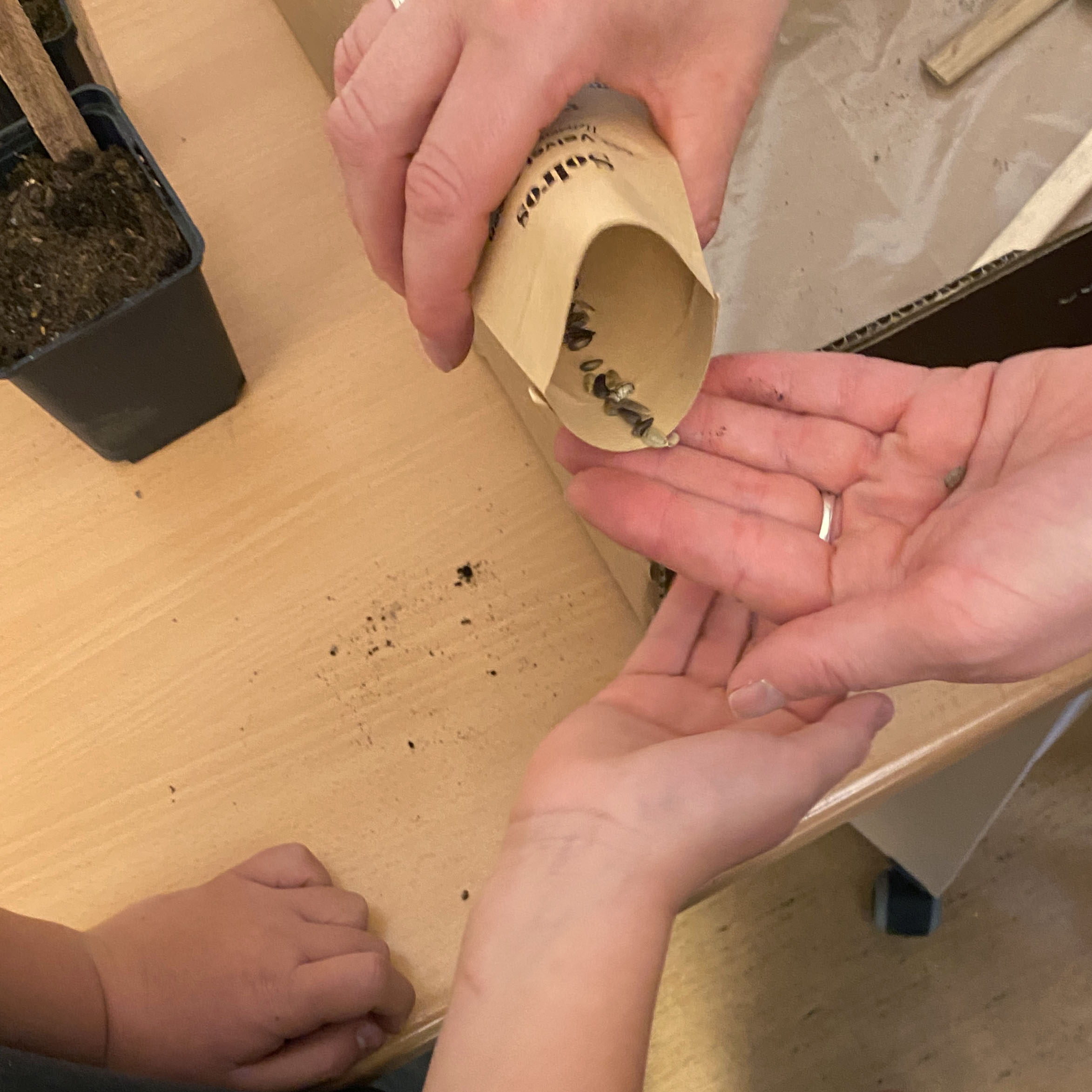 Fr&ouml;er till solros