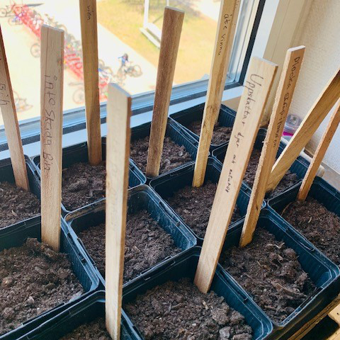 Krukor med solrosfr&ouml;n